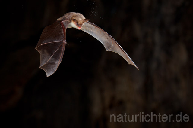 R11304 Großes Mausohr im Flug, Greater Mouse-eared Bat flying