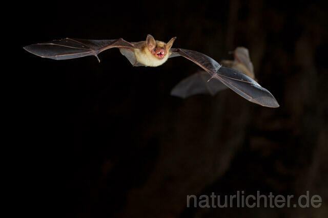 R11308 Großes Mausohr im Flug, Greater Mouse-eared Bat flying - Christoph Robiller