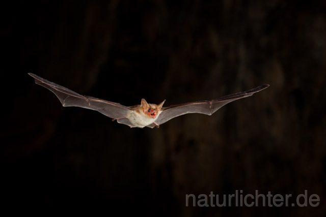 R11310 Kleines Mausohr im Flug, Lesser Mouse-eared Bat flying