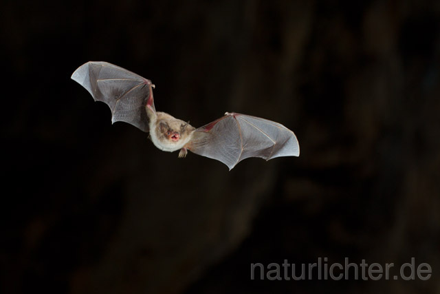 R11313 Langfußfledermaus im Flug, Long-fingered Bat Bat flying