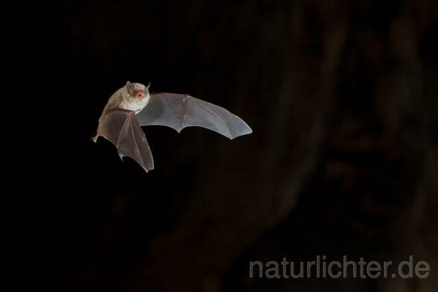 R11315 Langfußfledermaus im Flug, Long-fingered Bat Bat flying - Christoph Robiller