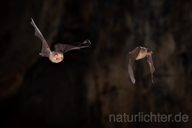 R11318 Kleine Hufeisennase im Flug, Lesser Horseshoe Bat flying