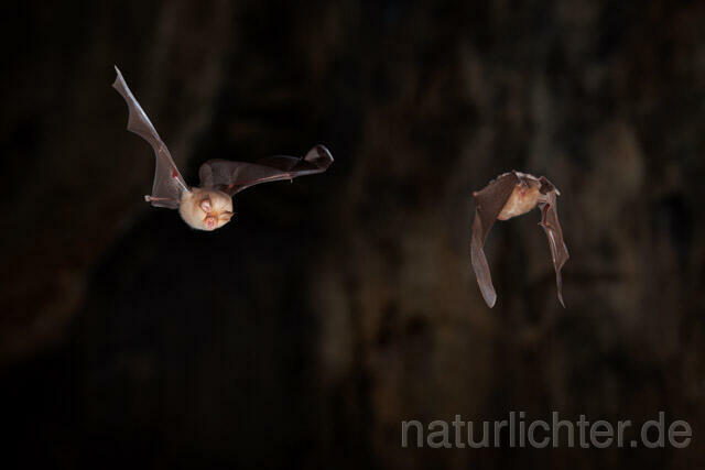R11318 Kleine Hufeisennase im Flug, Lesser Horseshoe Bat flying - Christoph Robiller
