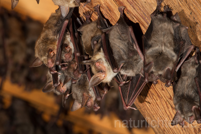 R11555 Großes Mausohr, Wochenstube, Greater Mouse-eared Bat - Christoph Robiller