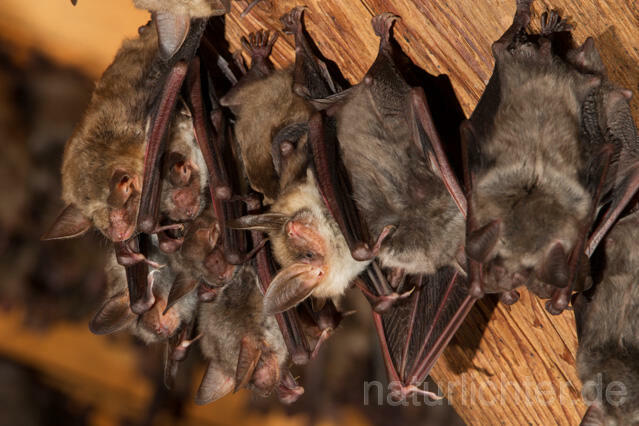 R11556 Großes Mausohr, Wochenstube, Greater Mouse-eared Bat - Christoph Robiller