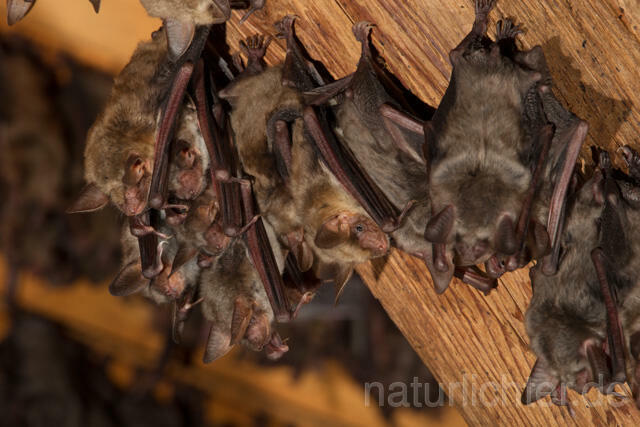 R11557 Großes Mausohr, Wochenstube, Greater Mouse-eared Bat - Christoph Robiller