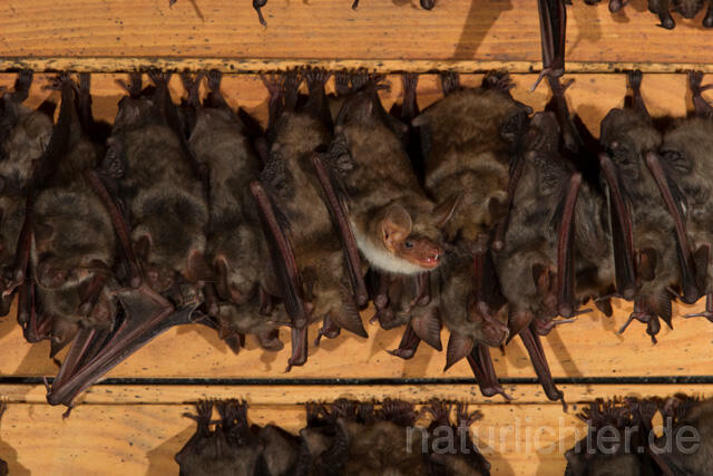 R11558 Großes Mausohr, Wochenstube, Greater Mouse-eared Bat - Christoph Robiller