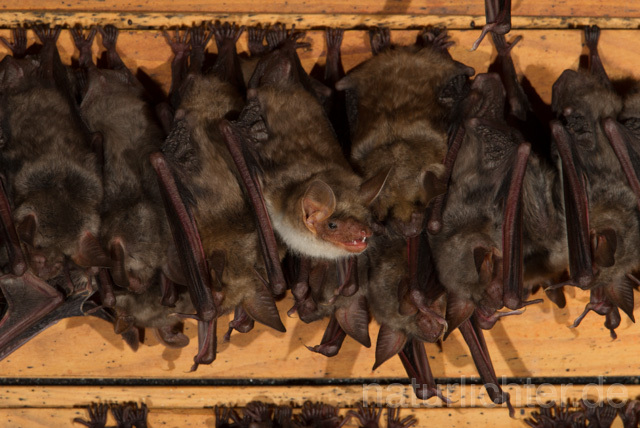 R11559 Großes Mausohr, Wochenstube, Greater Mouse-eared Bat - Christoph Robiller