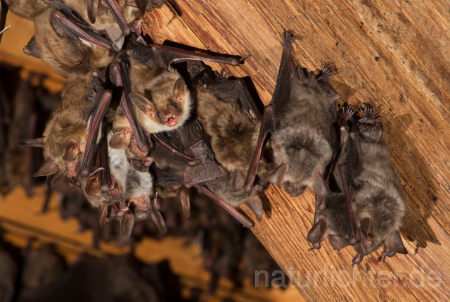 R11560 Großes Mausohr, Wochenstube, Greater Mouse-eared Bat - Christoph Robiller