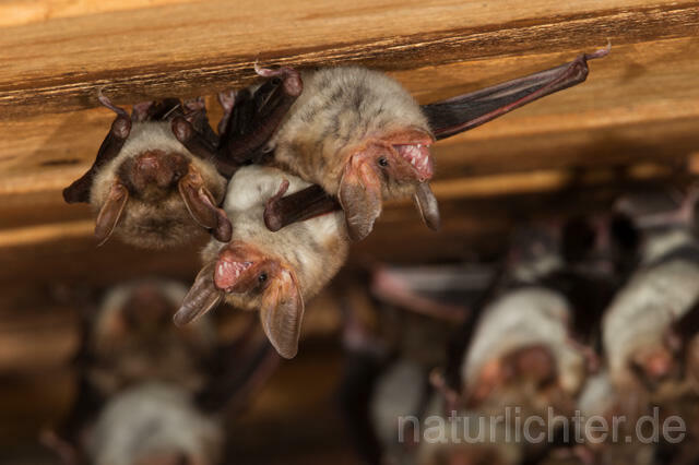 R11567 Großes Mausohr, Wochenstube, Greater Mouse-eared Bat - Christoph Robiller
