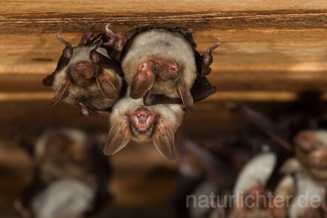 R11569 Großes Mausohr, Wochenstube, Greater Mouse-eared Bat - Christoph Robiller