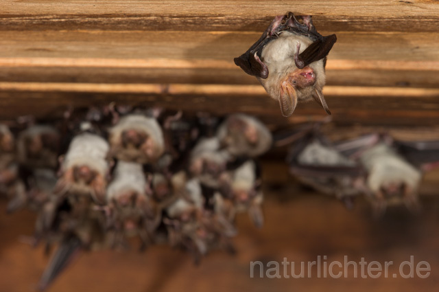 R11570 Großes Mausohr, Wochenstube, Greater Mouse-eared Bat - Christoph Robiller