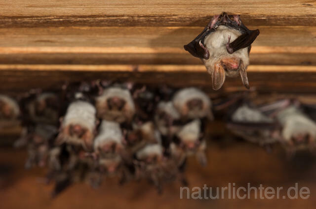 R11571 Großes Mausohr, Wochenstube, Greater Mouse-eared Bat