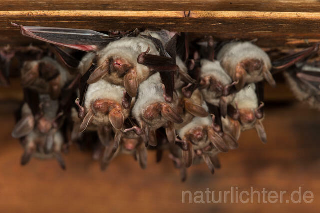 R11572 Großes Mausohr, Wochenstube, Greater Mouse-eared Bat - Christoph Robiller