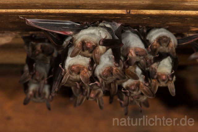 R11573 Großes Mausohr, Wochenstube, Greater Mouse-eared Bat - Christoph Robiller