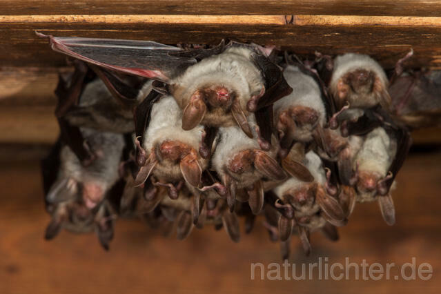 R11574 Großes Mausohr, Wochenstube, Greater Mouse-eared Bat - Christoph Robiller