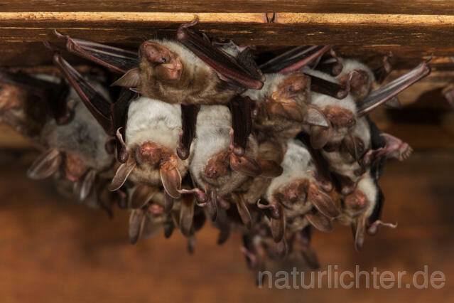 R11575 Großes Mausohr, Wochenstube, Greater Mouse-eared Bat - Christoph Robiller
