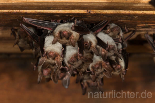 R11576 Großes Mausohr, Wochenstube, Greater Mouse-eared Bat - Christoph Robiller