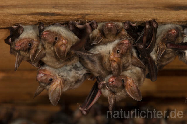 R11577 Großes Mausohr, Wochenstube, Greater Mouse-eared Bat - Christoph Robiller