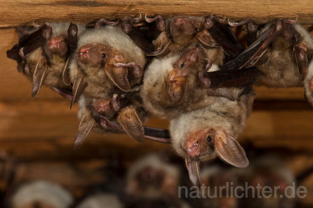 R11578 Großes Mausohr, Wochenstube, Greater Mouse-eared Bat - Christoph Robiller