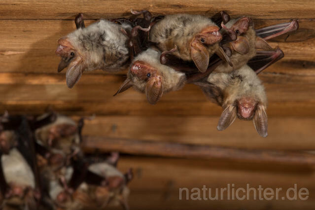 R11579 Großes Mausohr, Wochenstube, Greater Mouse-eared Bat - Christoph Robiller