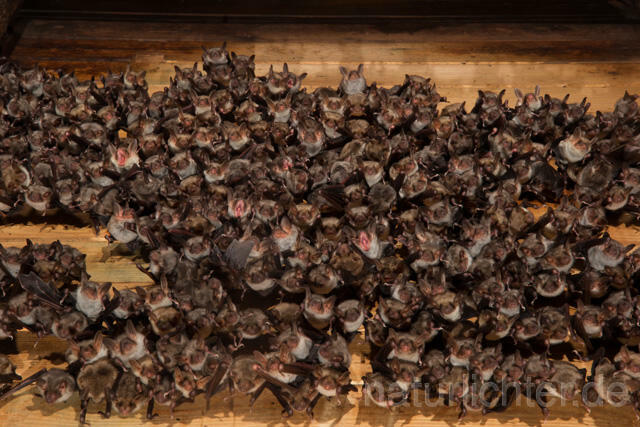 R11583 Großes Mausohr, Wochenstube, Greater Mouse-eared Bat