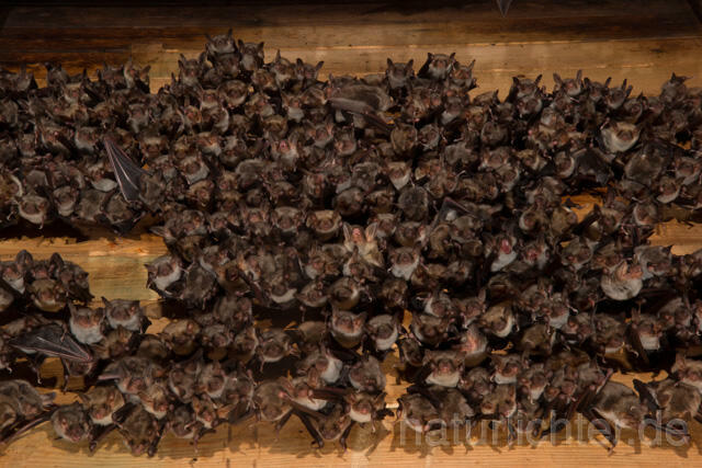 R11584 Großes Mausohr, Wochenstube, Greater Mouse-eared Bat - Christoph Robiller
