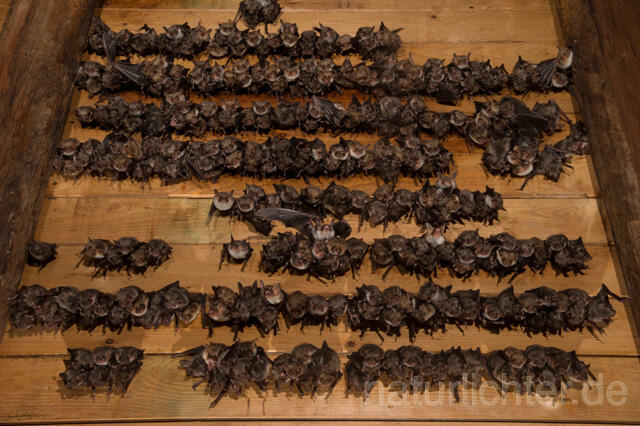 R11586 Großes Mausohr, Wochenstube, Greater Mouse-eared Bat