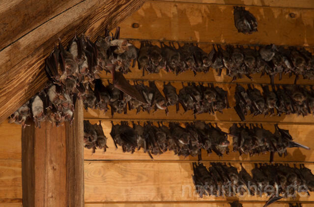 R11589 Großes Mausohr, Wochenstube, Greater Mouse-eared Bat