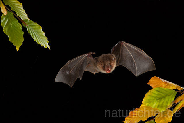 R11730 Großes Mausohr im Flug, Greater Mouse-eared Bat flying