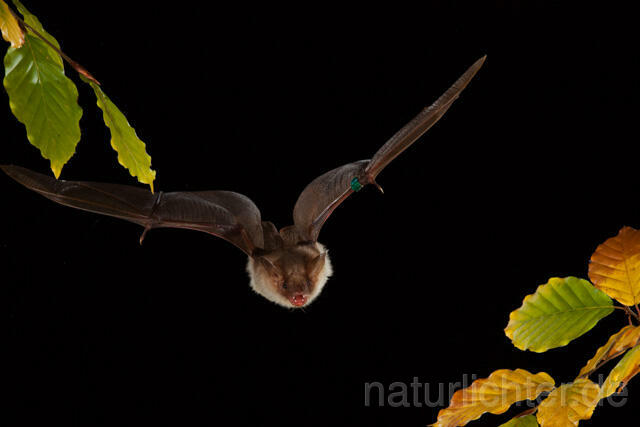 R11731 Großes Mausohr im Flug, Greater Mouse-eared Bat flying - Christoph Robiller