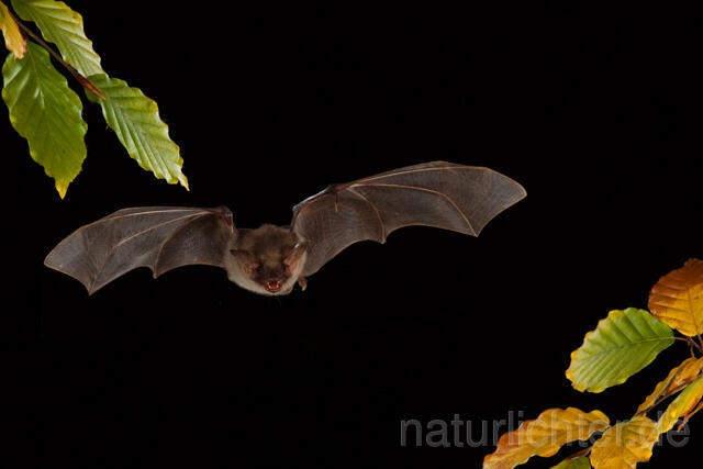 R11732 Großes Mausohr im Flug, Greater Mouse-eared Bat flying