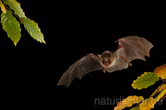 R11734 Großes Mausohr im Flug, Greater Mouse-eared Bat flying - Christoph Robiller