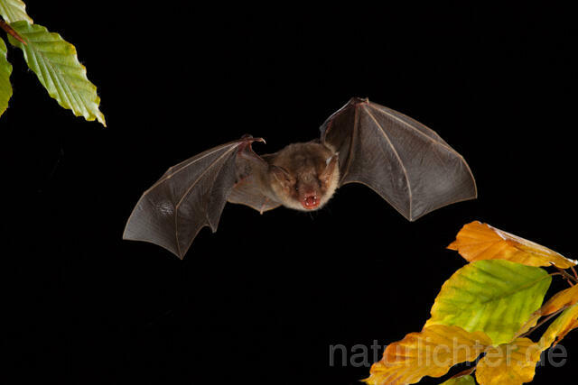 R11737 Großes Mausohr im Flug, Greater Mouse-eared Bat flying