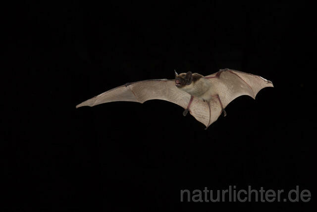 R12060 Zweifarbfledermaus im Flug, Parti-coloured bat flying - Christoph Robiller