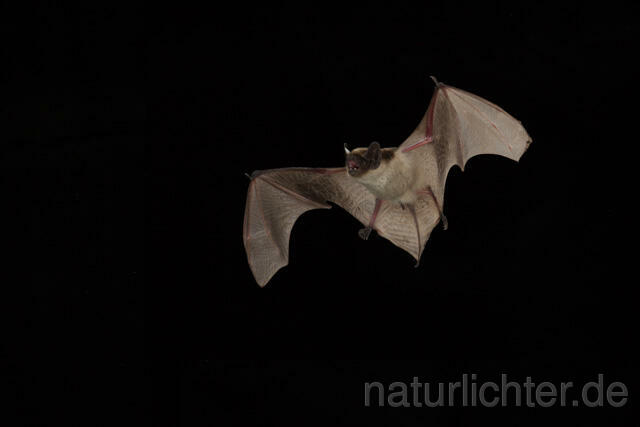 R12064 Zweifarbfledermaus im Flug, Parti-coloured bat flying - Christoph Robiller