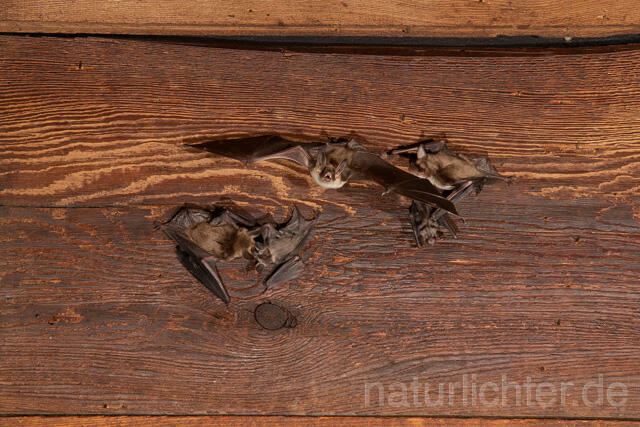 R12792 Großes Mausohr, Wochenstube, Jungtier, Greater Mouse-eared Bat, Juvenile