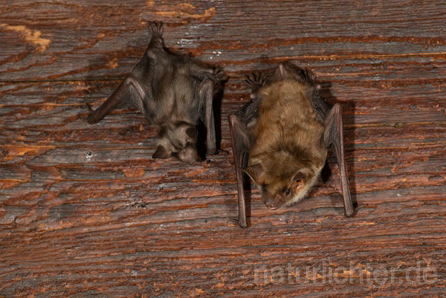 R12794 Großes Mausohr, Wochenstube, Jungtier, Greater Mouse-eared Bat, Juvenile - Christoph Robiller