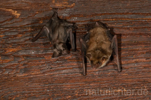 R12795 Großes Mausohr, Wochenstube, Jungtier, Greater Mouse-eared Bat, Juvenile