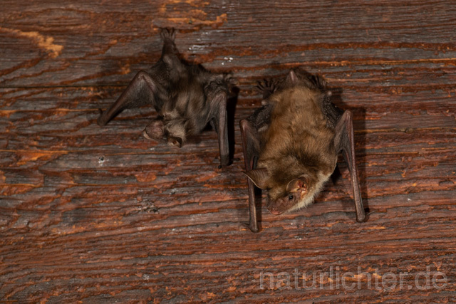 R12796 Großes Mausohr, Wochenstube, Jungtier, Greater Mouse-eared Bat, Juvenile - Christoph Robiller