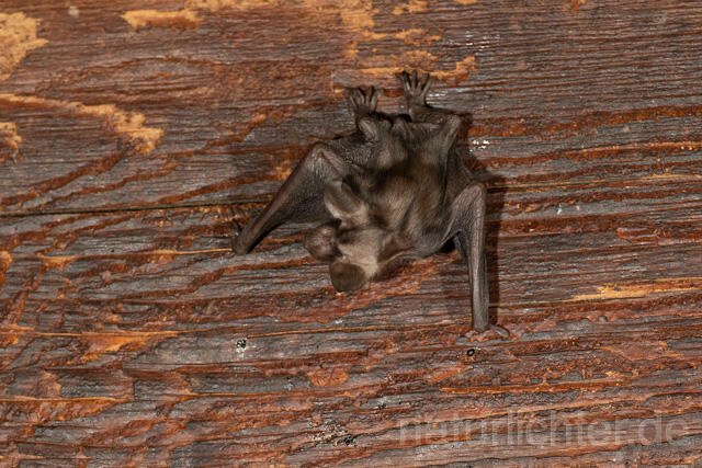 R12797 Großes Mausohr, Wochenstube, Jungtier, Greater Mouse-eared Bat, Juvenile
