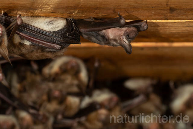 R12802 Großes Mausohr, Wochenstube, Jungtier, Greater Mouse-eared Bat, Juvenile