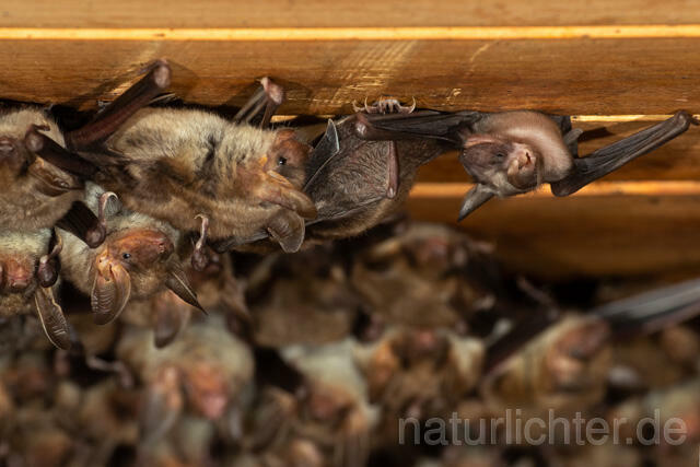 R12803 Großes Mausohr, Wochenstube, Jungtier, Greater Mouse-eared Bat, Juvenile