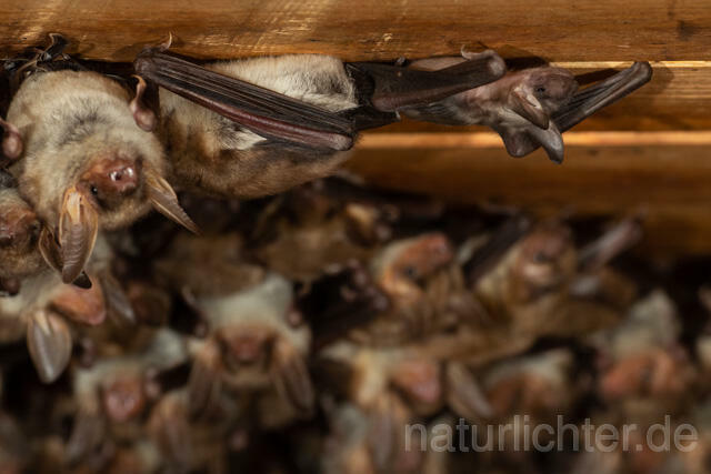 R12804 Großes Mausohr, Wochenstube, Jungtier, Greater Mouse-eared Bat, Juvenile