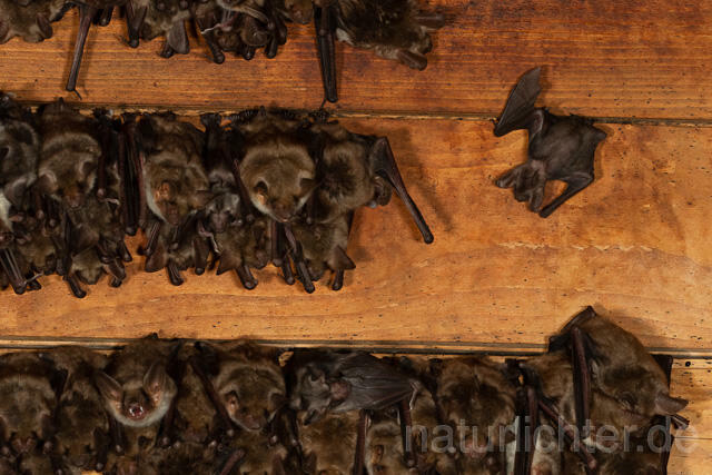 R12805 Großes Mausohr, Wochenstube, Jungtier, Greater Mouse-eared Bat, Juvenile