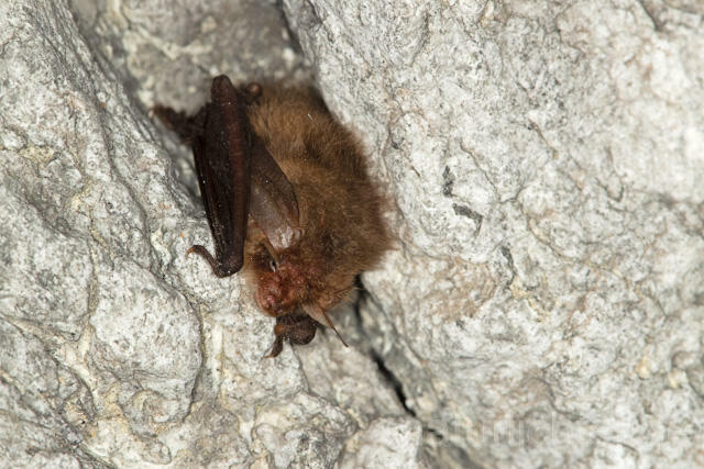 R12852 Braunes Langohr im Winterquartier, Common Long-eared Bat - Christoph Robiller