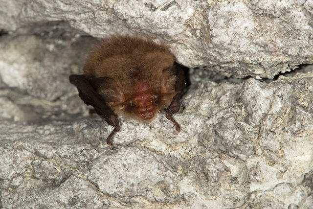 R12853 Braunes Langohr im Winterquartier, Common Long-eared Bat