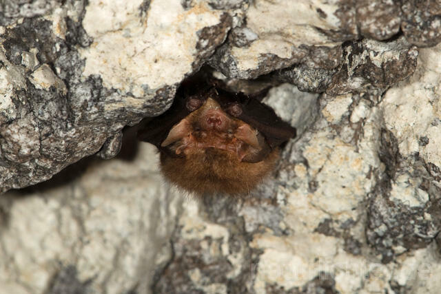 R12854 Braunes Langohr im Winterquartier, Common Long-eared Bat