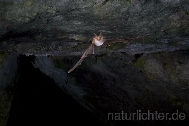 R2270 Meheley-Hufeisennase im Flug, Mehely-Hufeisennase, Mehely's horseshoe bat flying - Christoph Robiller
