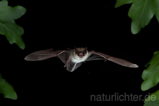 R4552 Kleine Bartfledermaus im Flug, Whiskered Bat flying - Christoph Robiller